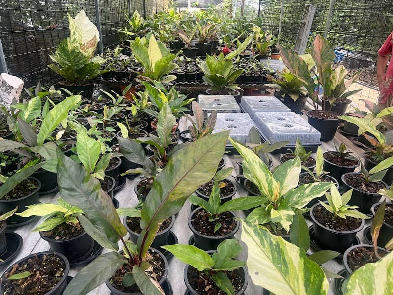 Pure Plant สวนเฮียเพียว - Image 2