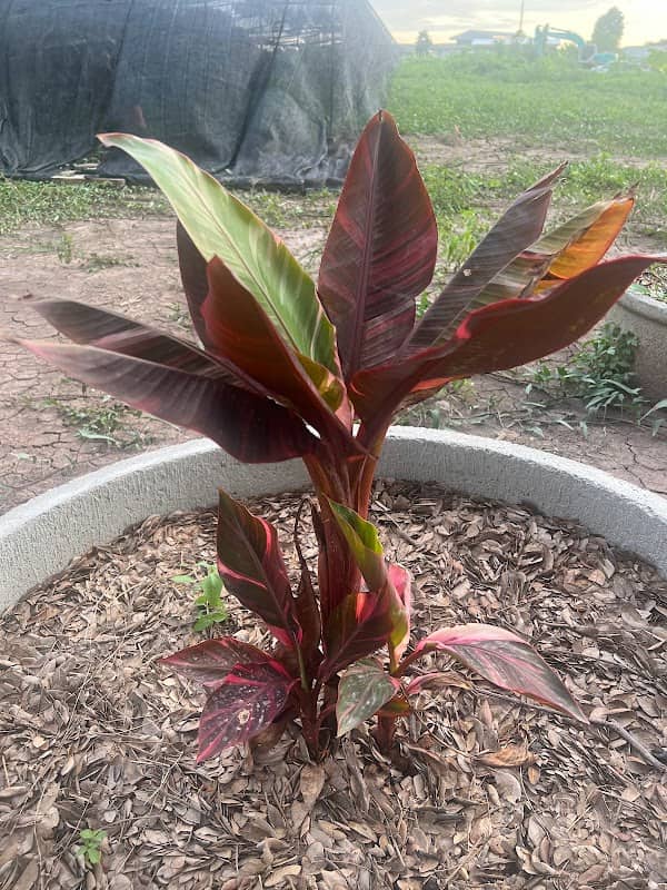 Pure Plant สวนเฮียเพียว - Image 1