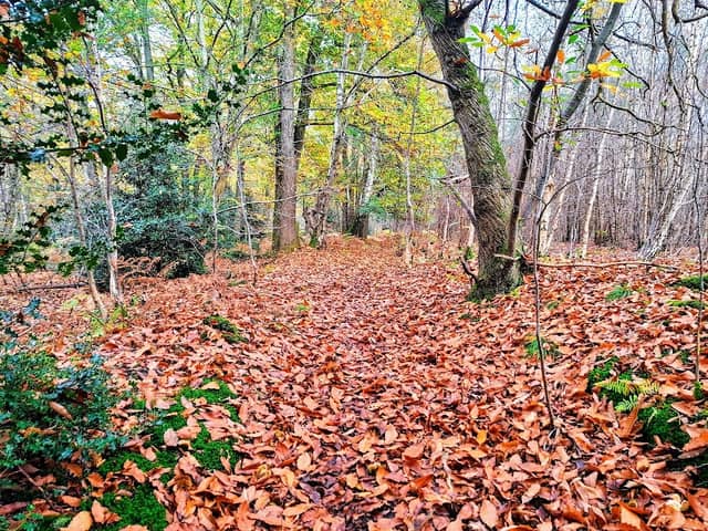 Thetford Forest Walk - Image 1