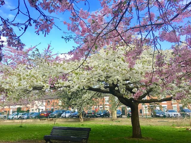 Queen Elizabeth Park - Image 2