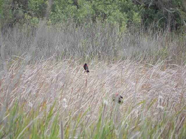 Visitacion Creek Marsh - Image 1