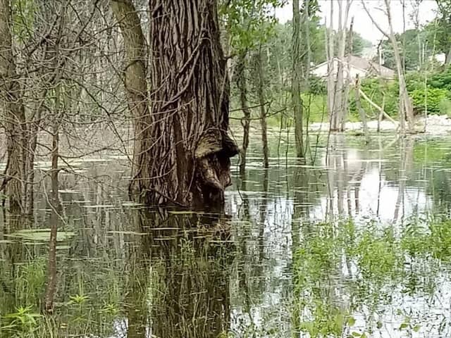 Wilbeth Wetland - Image 2