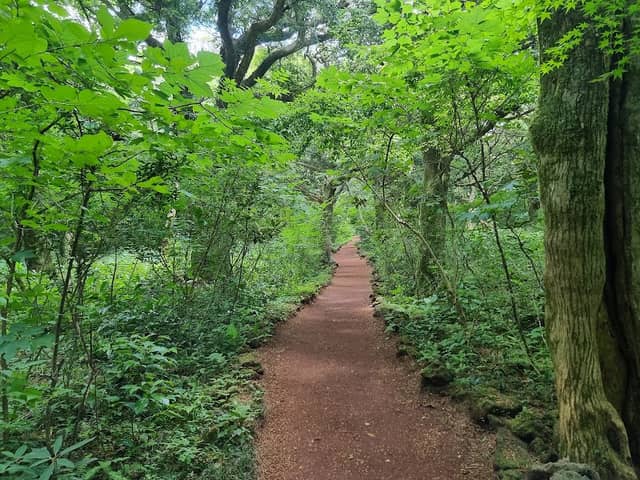Bijarim Forest - Image 1