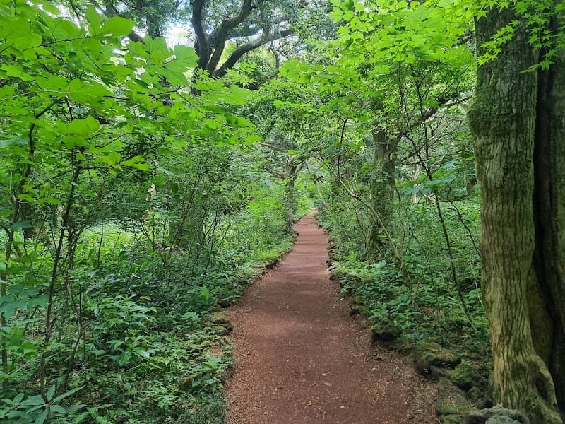 Bijarim Forest - Image 1
