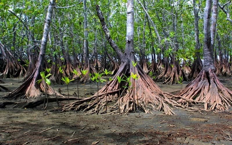 Senderos - Image 1