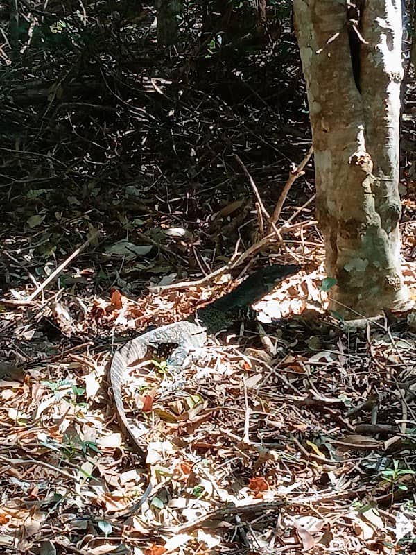 ILUKA KOALA RESERVE - Image 1