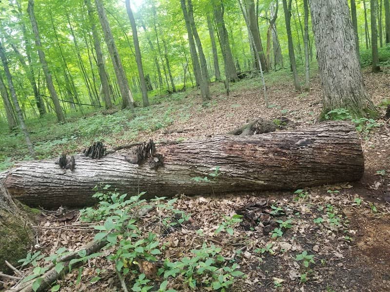 Richter Woods County Park - Image 2