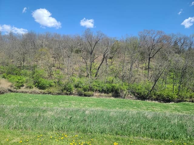 Little Blue Trace Trail Access and Picnic Area - Image 2