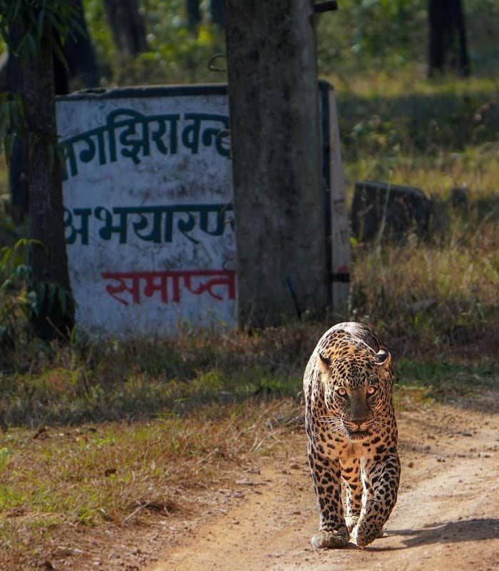 Nagzira Jungle Safari - Image 1
