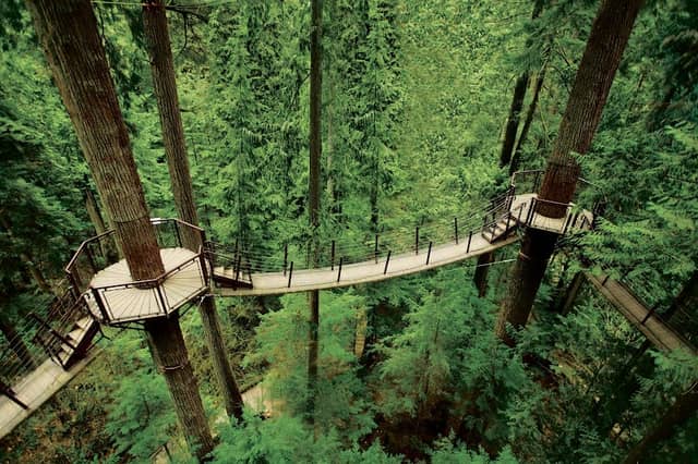 Treetops Adventure - Image 2