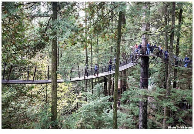 Treetops Adventure - Image 3
