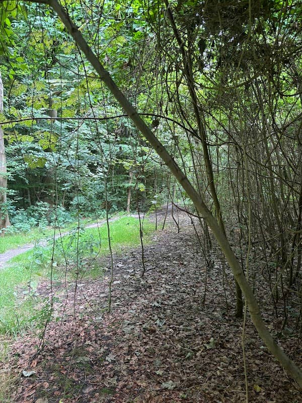 Gelderse hout - Image 2