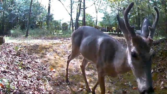 Wildlife Crossing (Pierce Chapel Rd) - Image 2