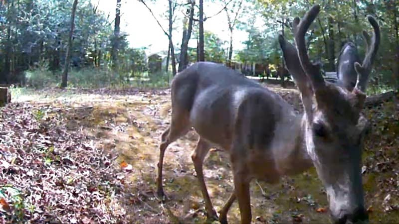 Wildlife Crossing (Pierce Chapel Rd) - Image 2
