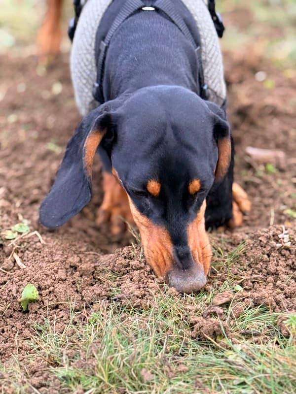 Hundefreilauffläche - Image 1