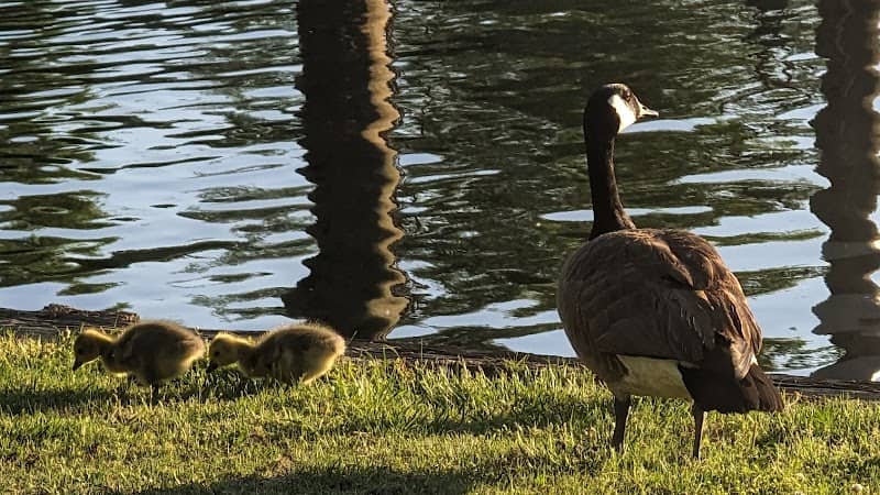 Riverwalk park - Image 3
