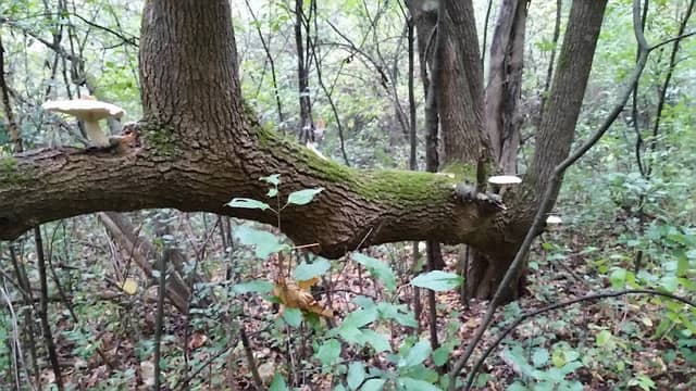 Fountain Square Nature Area - Image 2