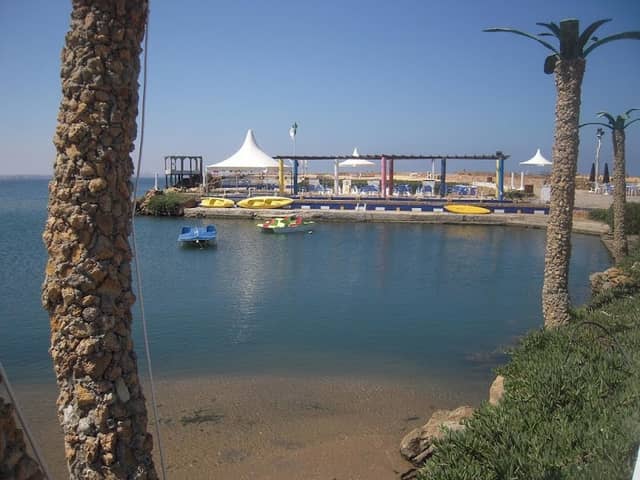 Marina Palm - Image 2