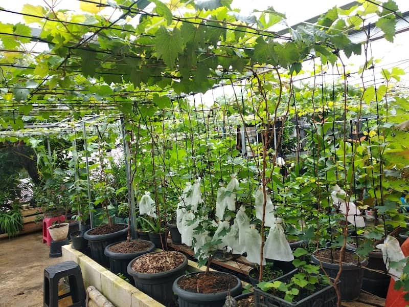 Kebon Anggur Doelkunyit - Image 1