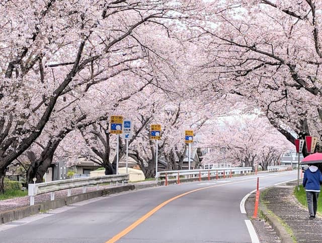 鍋田川堤 桜並木 - Image 1