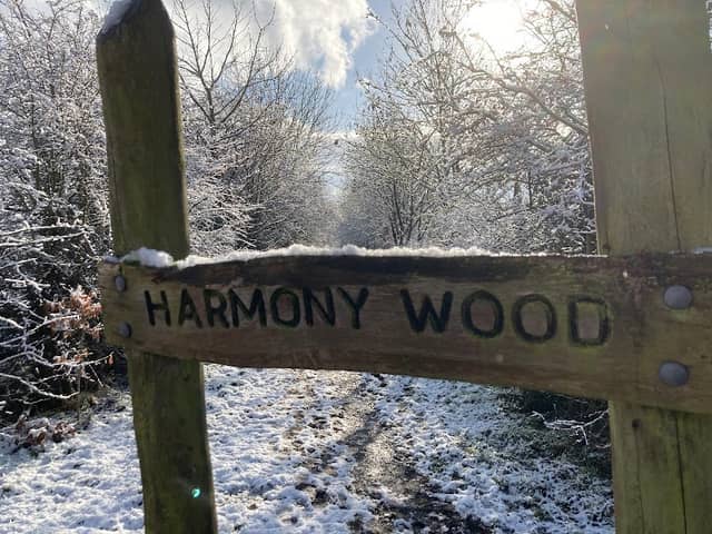Harmony Wood - Image 1