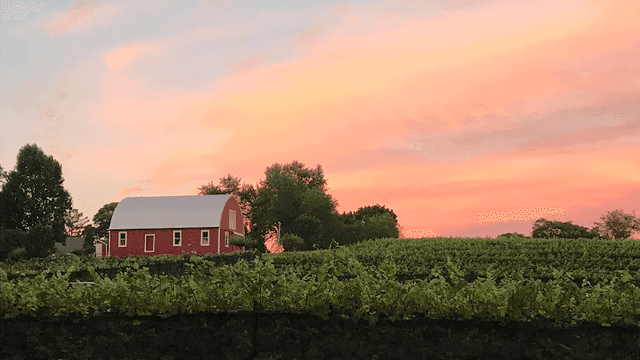 Serpent Ridge Vineyard - Image 2