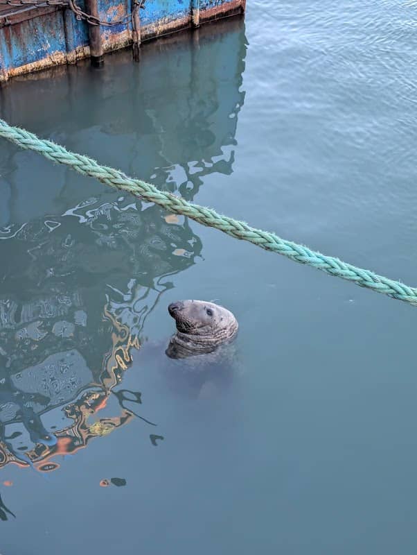 Seal watching spot - Image 3