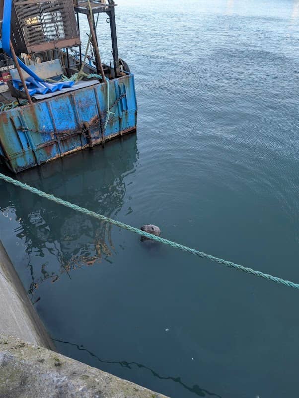 Seal watching spot - Image 1
