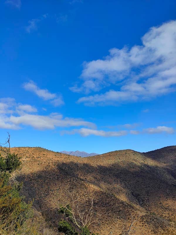 LOS 3 PALOS - Image 2