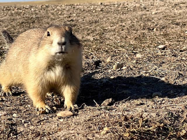 Roberts Prairie Dog Town - Image 2