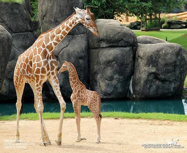 Montgomery Zoo & Mann Wildlife Learning Museum - Image 1