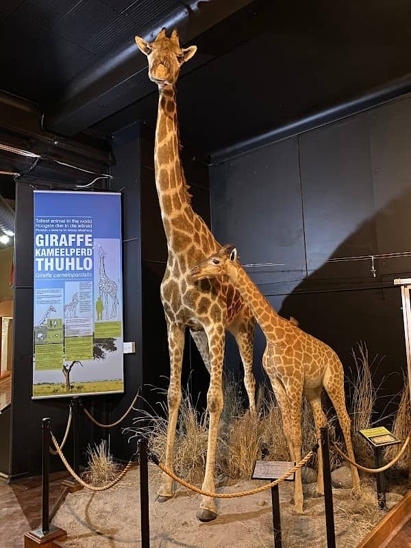 National Museum Bloemfontein - Image 2