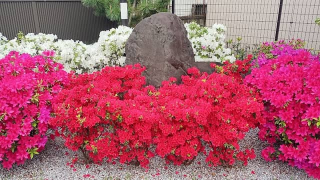 葛飾八幡宮のツツジ - Image 2