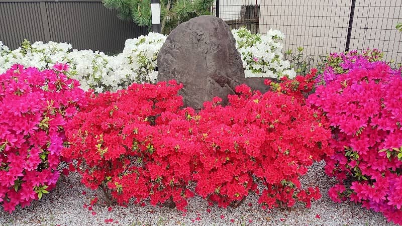 葛飾八幡宮のツツジ - Image 2