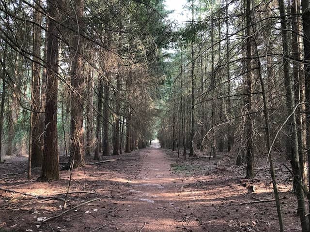 Lierderbos - Image 1