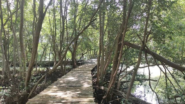 Mangrove Sunset Bridge - Image 1