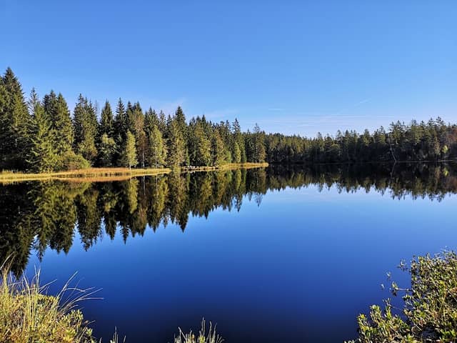 Etang des Royes - Image 1