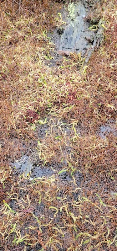 Black Portal Pond - Image 2