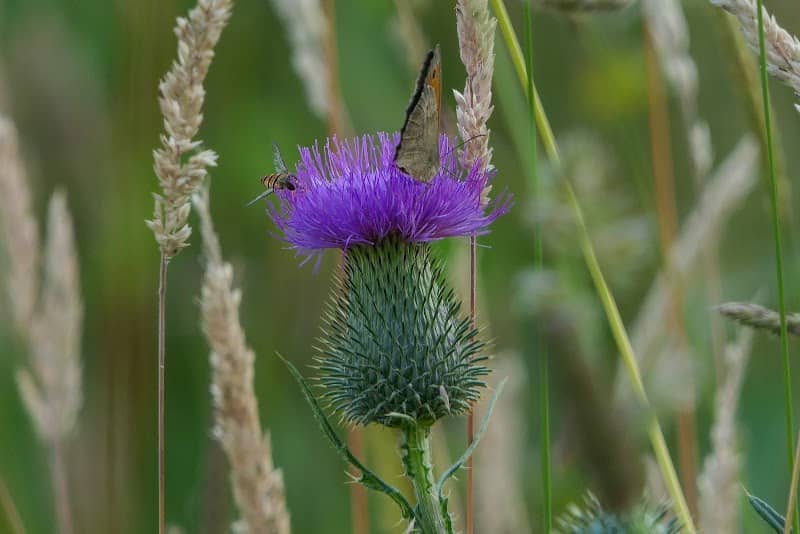 Landgoed De Emelaar - Image 2