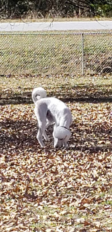 Abby's Dog Park - Image 1