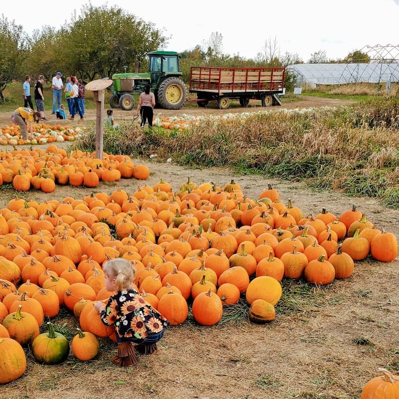 Jacobs' Family Orchard - Image 1