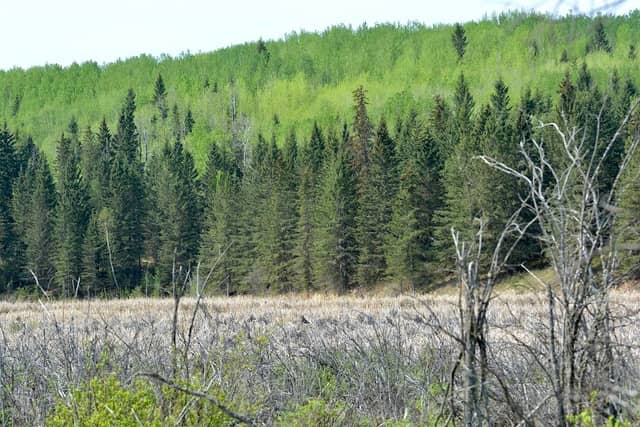 Tawatinaw River Watchable Wildlife Viewpoint - Image 1