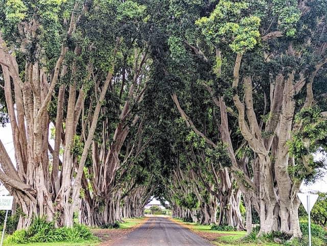Fig Tree Avenue - Image 1