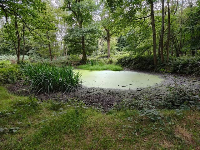 Cowleaze Woods - Image 1