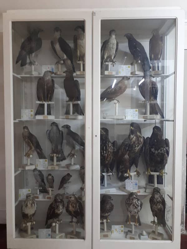 Foschi Ornithological Museum - Image 2