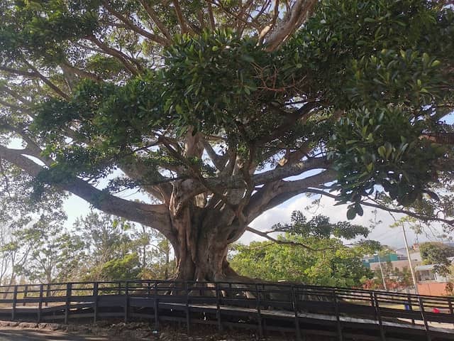 Los Robles Park - Image 1