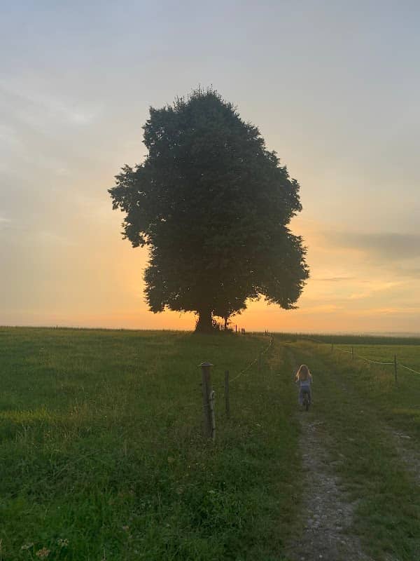 Heimkehrerlinde - Image 1