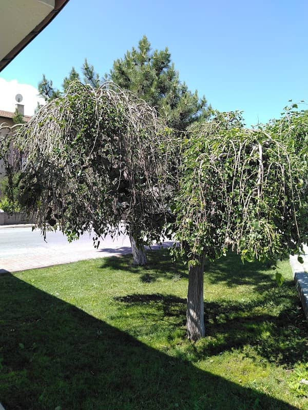 Beşparmak Parkı - Image 2