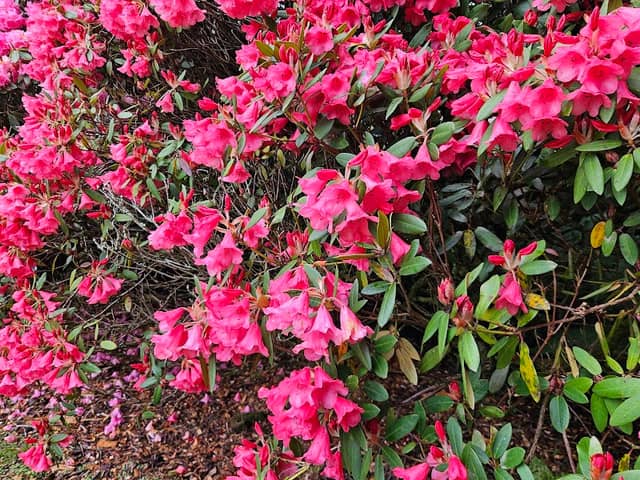 Rhododendron Dell Pond - Image 1