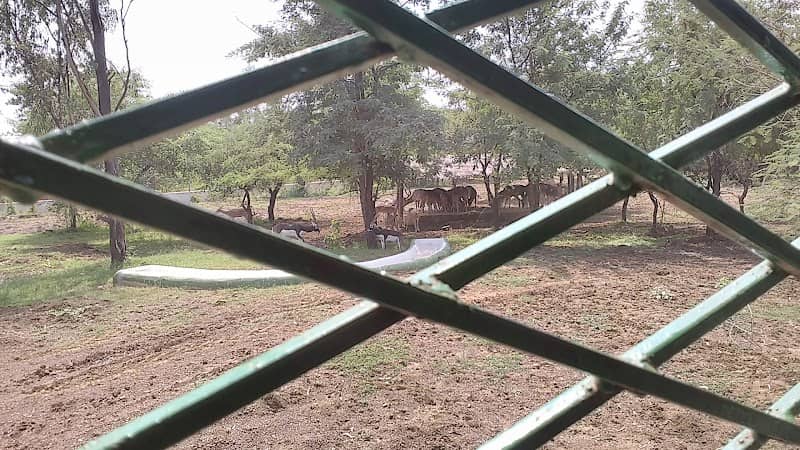 Lion Safari - Image 1